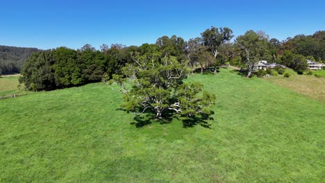 Drone footage captures a solitary tree in a vibrant green field under clear blue skies in Bellingen, NSW