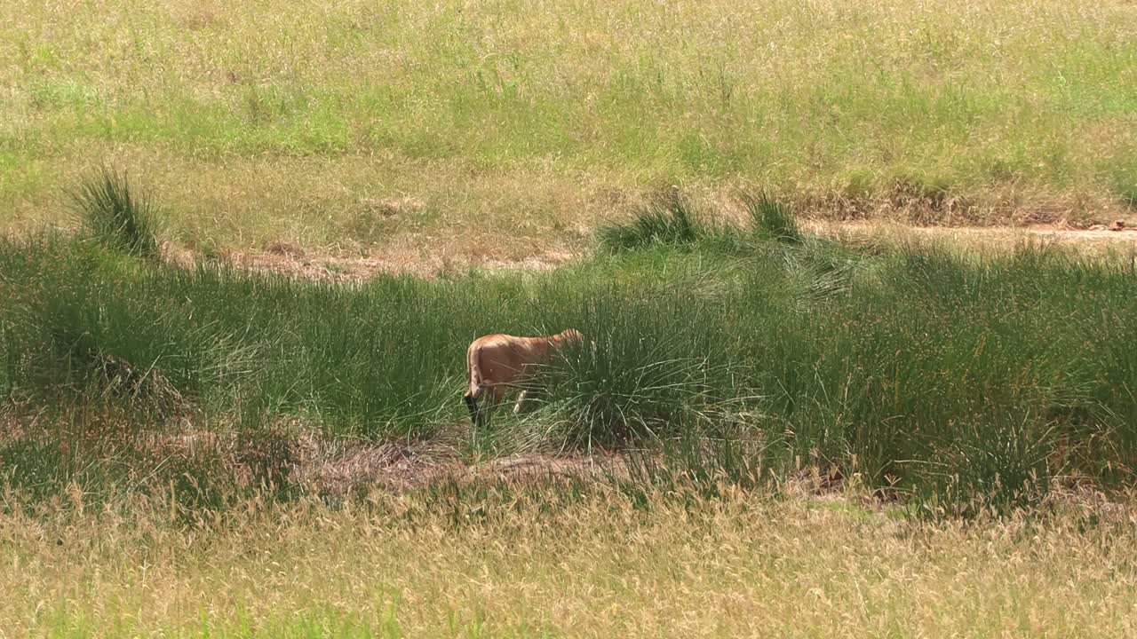 Una leonessa solitaria pattuglia la fitta boscaglia del Parco Nazionale del Serengeti, Africa, alla ricerca della sua prossima preda. Scena faunistica cinematografica che cattura l'istinto del predatore, la tensione e la pura sopravvivenza nella savana.