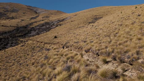 Wanderer-Im-Neuseeländischen-Hochland,-Das-Mit-Tussock-Busch-Bedeckt-Ist