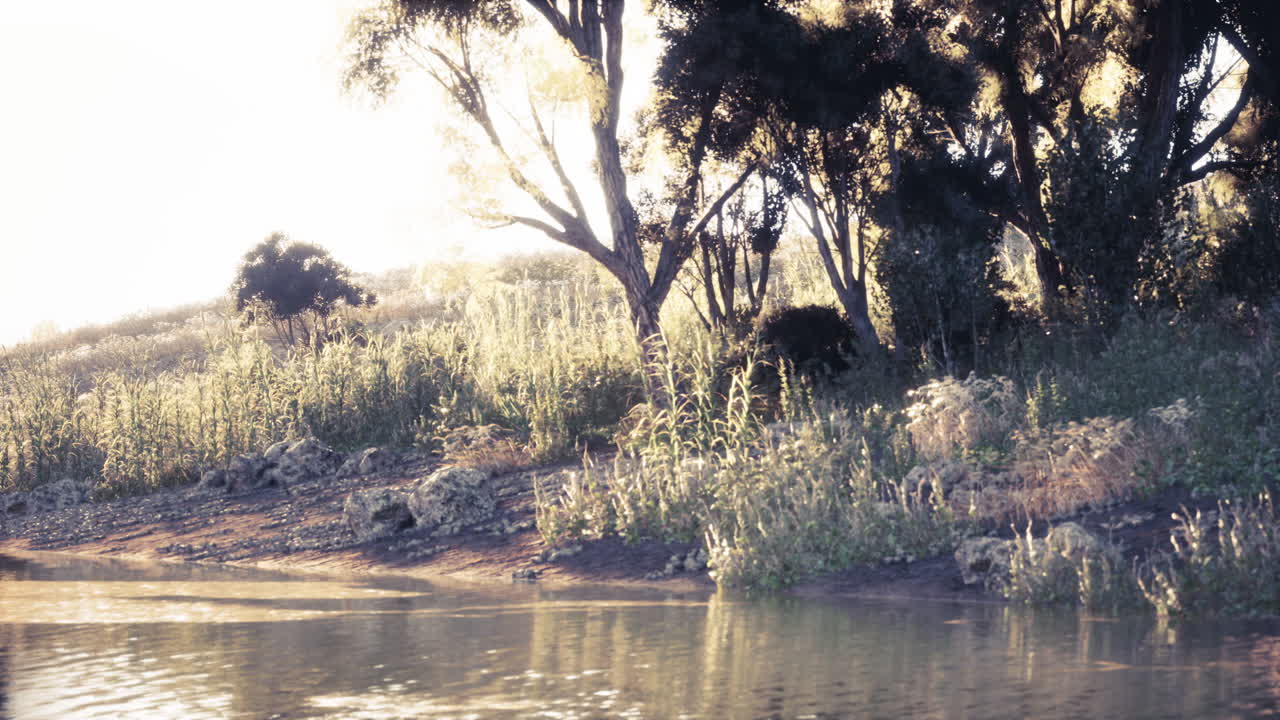 Tranquil River View In A Forest