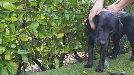 lavar y enjabonar con una esponja rosa un adorable perro labrador negro