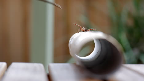 araña cazadora siendo empujada suavemente con un palo en un rollo de cilindro de cartón
