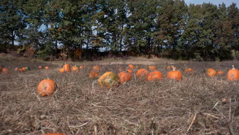 a pumpkin patch sits before trees as the camera pans with a wide angle