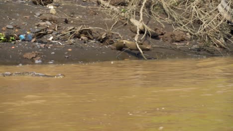 Crocodile-crawls-from-banks-of-river-into-muddy-water