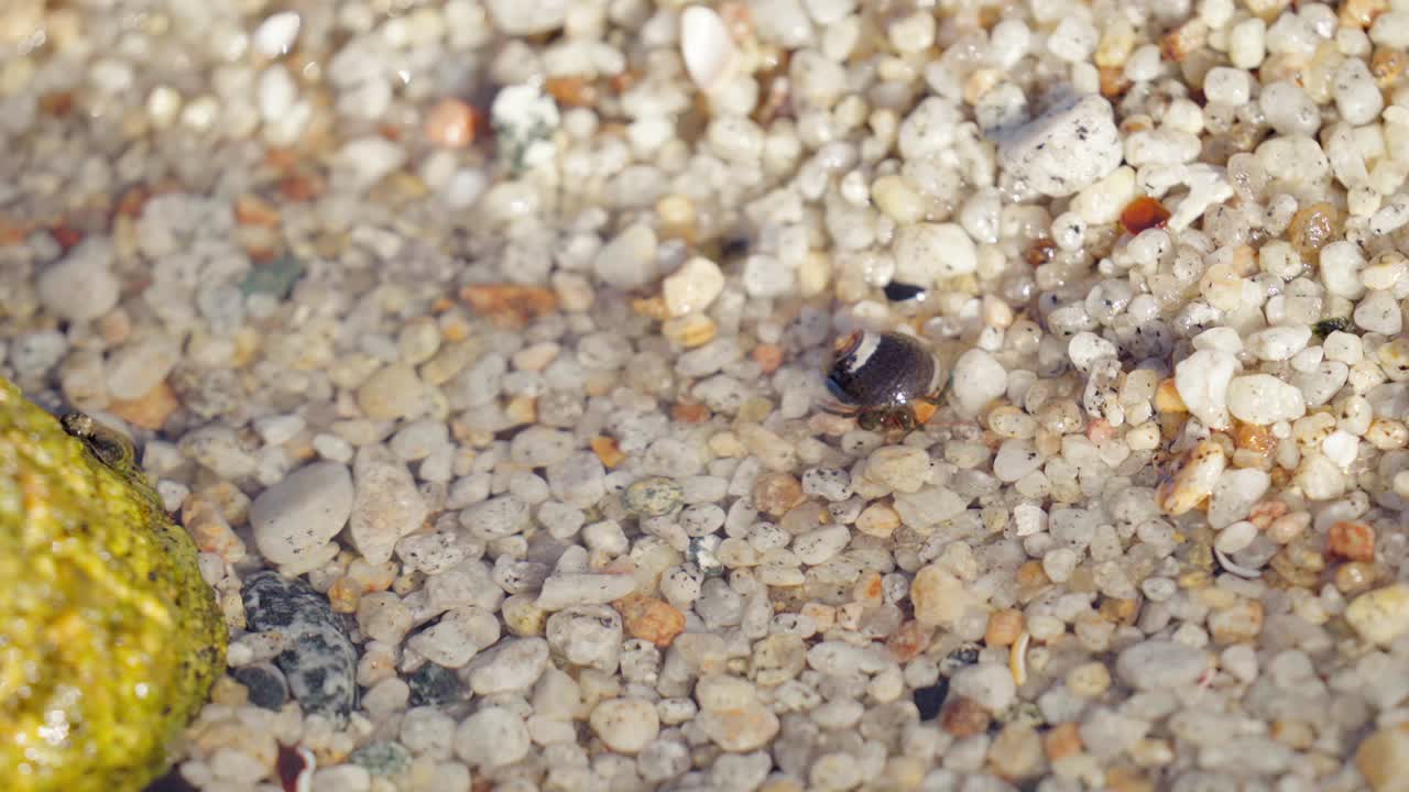 una pequeña basura ermitaña casi del tamaño de un grano de arena en una piscina de marea - detalle macro