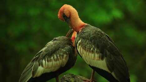 Mated-pair-of-black-faced-ibis-preening-on-a-tree-stump-in-the-wilds-of-South-America