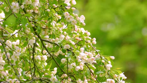 the tennessee warbler bird hopping over branches of a flowering tree. selective focus shot