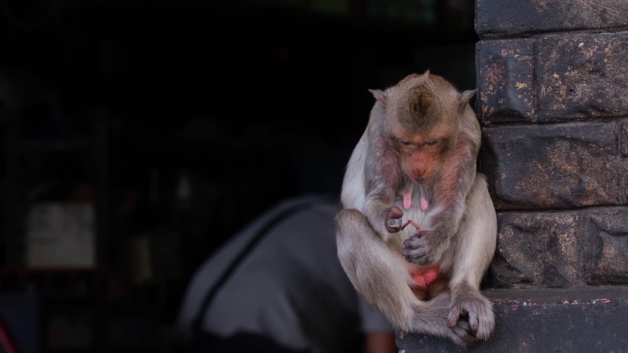 긴 꼬리 원숭이, macaca fascicularis, 롭 부리, 태국