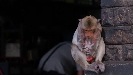 macaco de cola larga, macaca fascicularis, lop buri, tailandia