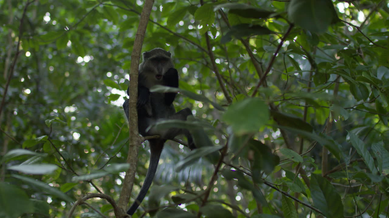 A monkey sits in a tree in a lush green forest