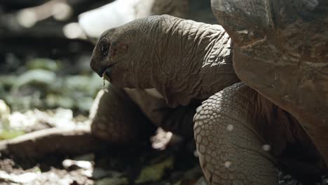 Beautiful-close-up-of-big-tortoise-with-detailed-scales-and-shell-covered-in-dry-mud-in-its-natural-habitat-walking-through-beams-of-natural-light-with-small-mosquitoes-flying