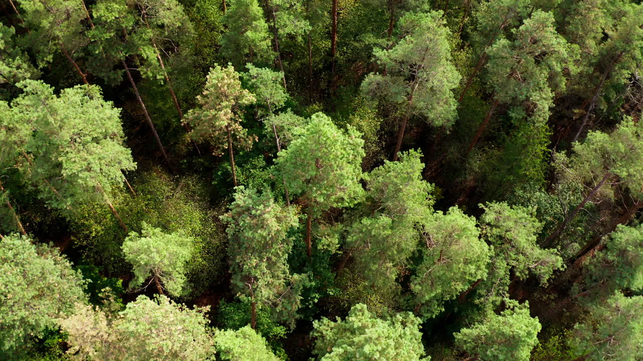 Tall pine trees. Green wood in summertime. Treetops in woodland. Beautiful landscape of the forest. Green nature background. Top aerial view.