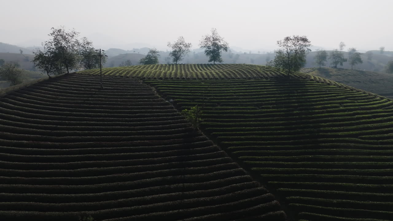 Drone aerial over tea terraces with utility pole and trees on the ridge in Long Coc tea hills, Phu Tho, Vietnam