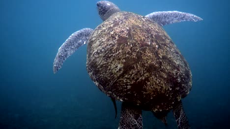 cerca de una enorme hembra vieja tortuga de mar grande nadando en el océano azul profundo entre los arrecifes de coral, sube a la superficie para respirar aire. cerca de la vida silvestre del océano