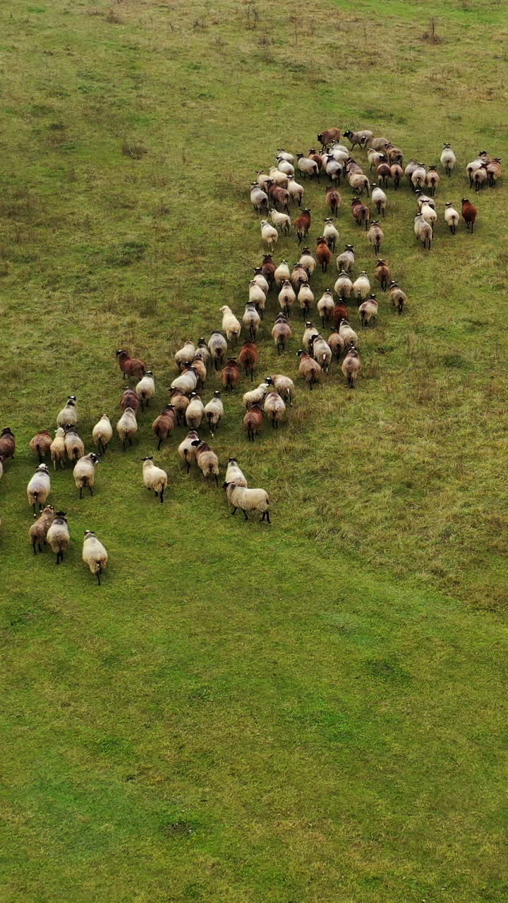 Herd of sheep moving. Flock of sheep on a meadow. Group of domestic animals on field. Aerial view. Livestock concept. Vertical video