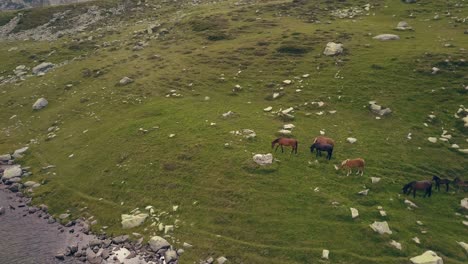 Tiro-Giratorio-Alrededor-De-Los-Caballos-Que-Se-Alimentan-En-Una-Ladera-Junto-A-Un-Lago-De-Montaña