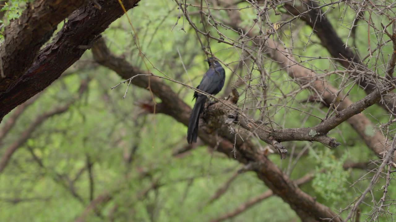 close up de un cuervo en los árboles cerca del lago patagonia