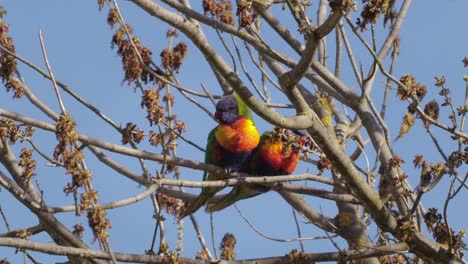 Rainbow-Lorikeets-Sleeping-On-Tree-Branch