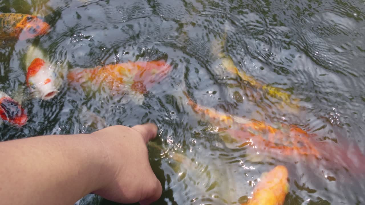 Koi fish glide through a peaceful pond creating ripples in the water showcasing nature's beauty.