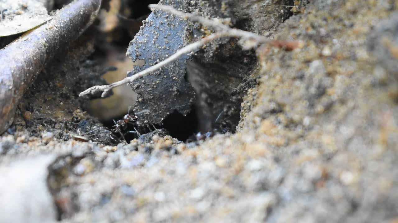 검은개미는 나무 뿌리 근처에서 비가 오기 전에 더 열심히 일하고 있습니다.