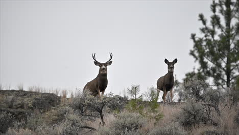 Whispers-of-the-Wild:-Lac-du-Bois-Deer-Embrace-Untamed-Freedom