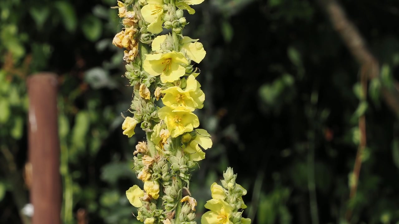 Spiga di fiori di verbasco giallo a fuoco morbido.