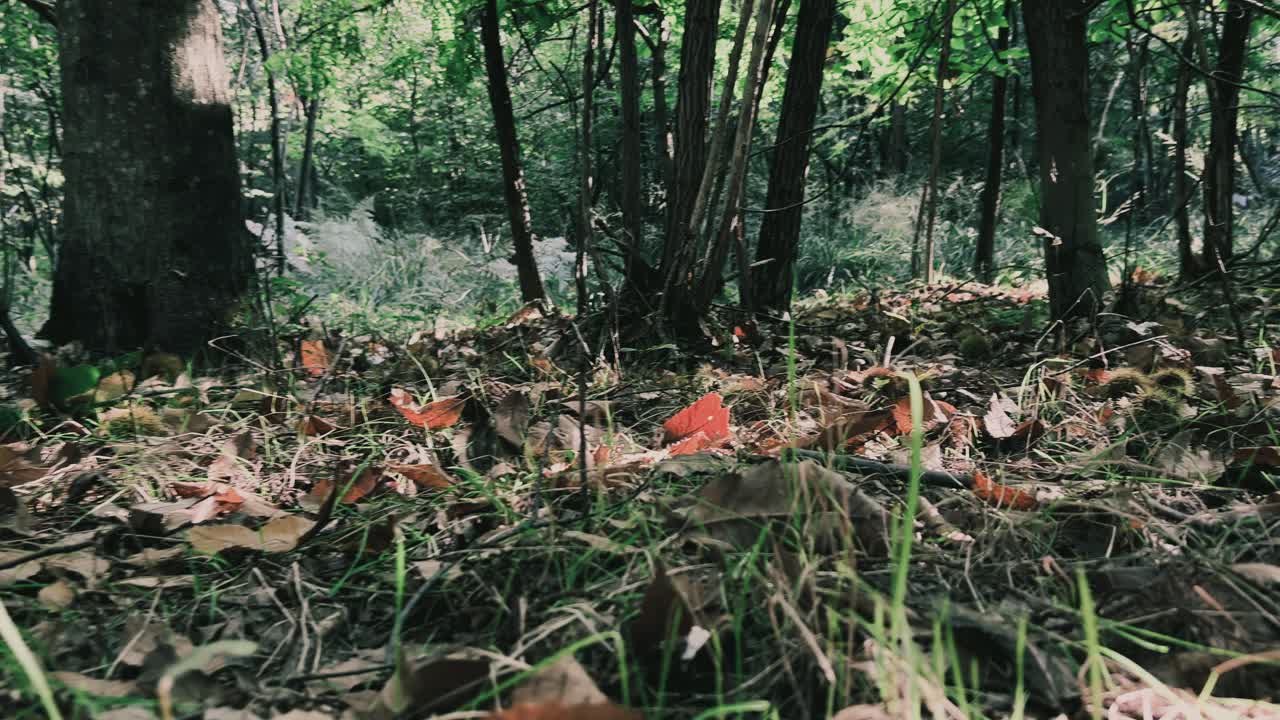 bosque de castaños. toma de mano en ángulo bajo en primera persona