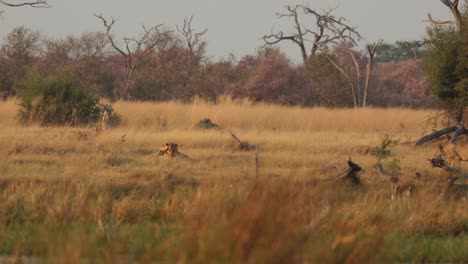 Zwei-Junge-Löwen,-Die-Sich-Im-Goldenen-Licht-Spielerisch-Streiten,-Werden-Von-Zwei-Weiteren-In-Khwai,-Botswana,-Begleitet