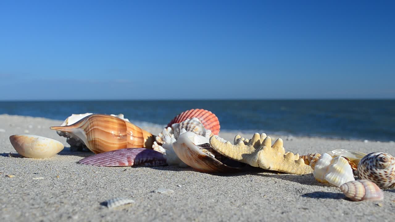 Cockleshells on sand against the background of waves. Shooting on the beach