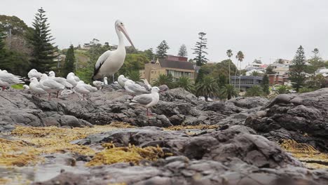 Beachfront-pelican-and-seagulls-with-one-seagull-wandering-around