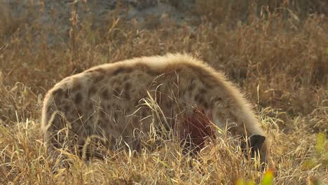 A-medium-shot-of-a-Spotted-Hyena-feeding-in-the-dense-grass,-Greater-Kruger