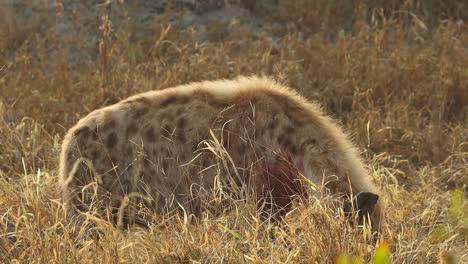 una toma mediana de una hiena manchada alimentándose en la densa hierba, gran kruger