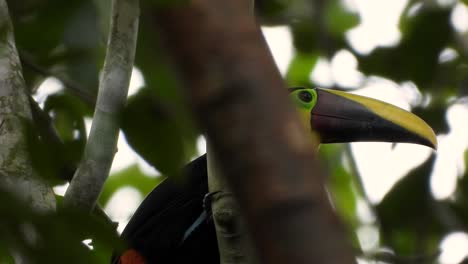 tucán mandibled castaño adulto encaramado escondido detrás de la rama de un árbol del bosque antes de volar lejos