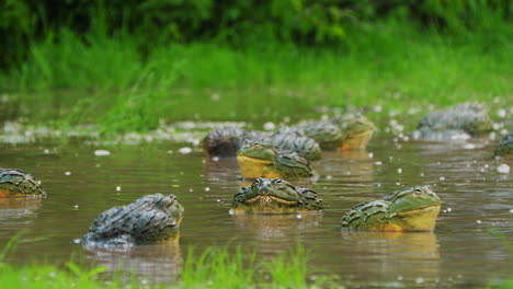 Eine-Truppe-Männlicher-Afrikanischer-Riesen-Ochsenfrösche-Versammelte-Sich-Während-Der-Regenzeit-In-Der-Zentralen-Kalahari-In-Botswana-In-Einem-Brutteich-Mit-Vegetation