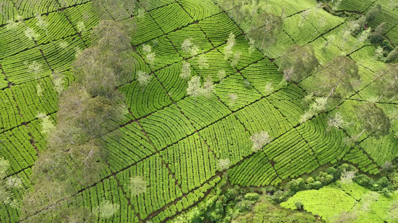 Beautiful aerial view of tea fields arranged in perfect rows. The top-down perspective emphasizes the textured landscape and organized farming design. Bedakah Tea Plantation, Indonesia