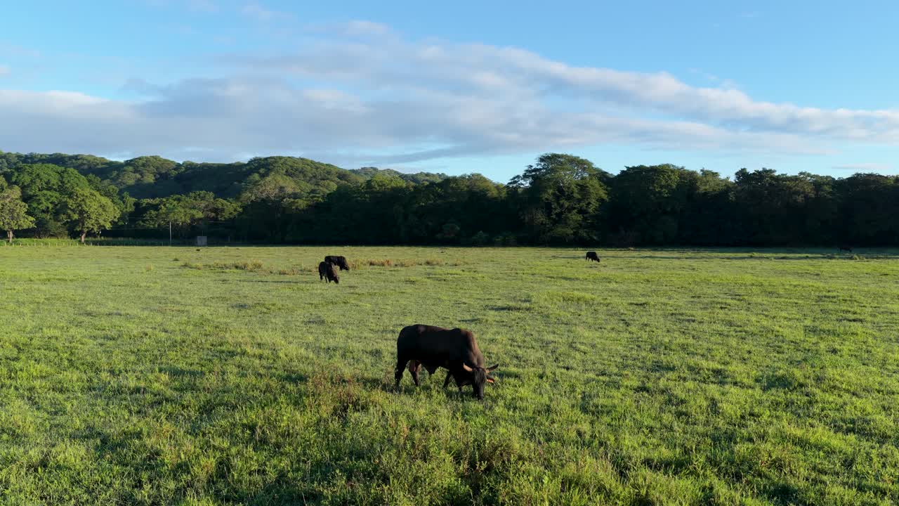 Gado pastando pacificamente em um pasto verde com céu azul.