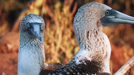 Blue-footed-booby-mating-call---telephoto-shot