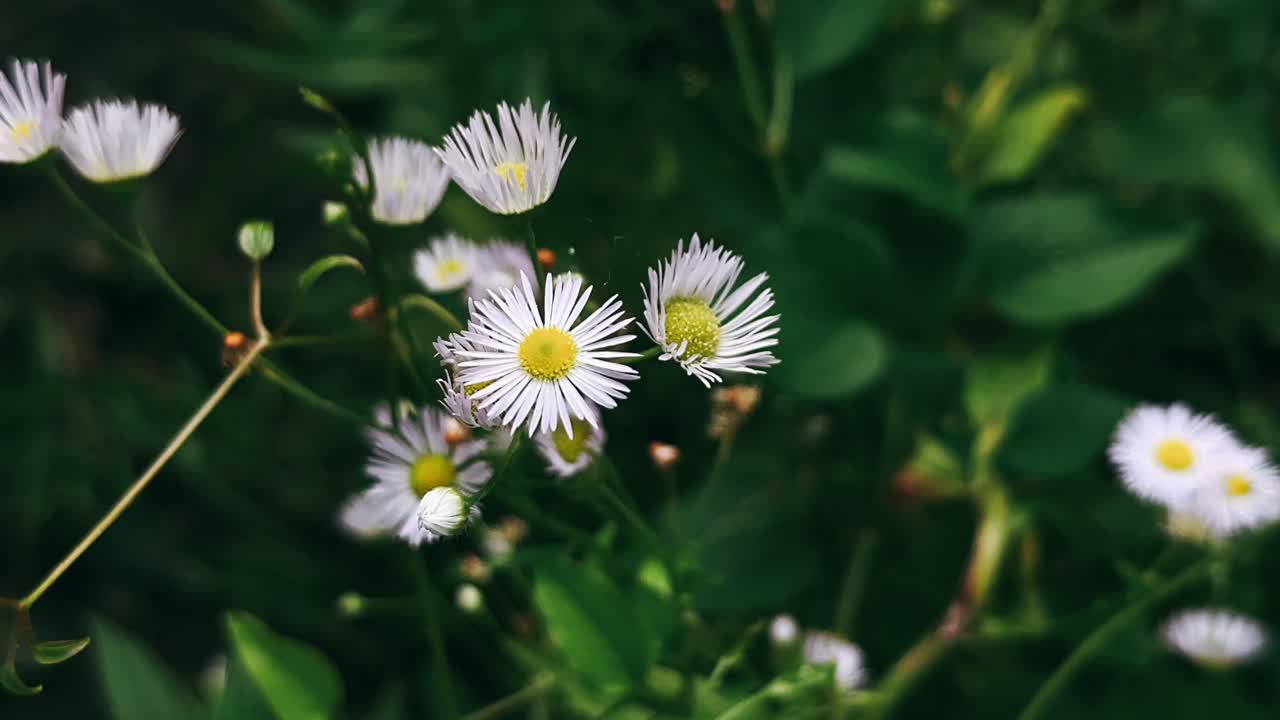 primer plano de pequeñas flores blancas