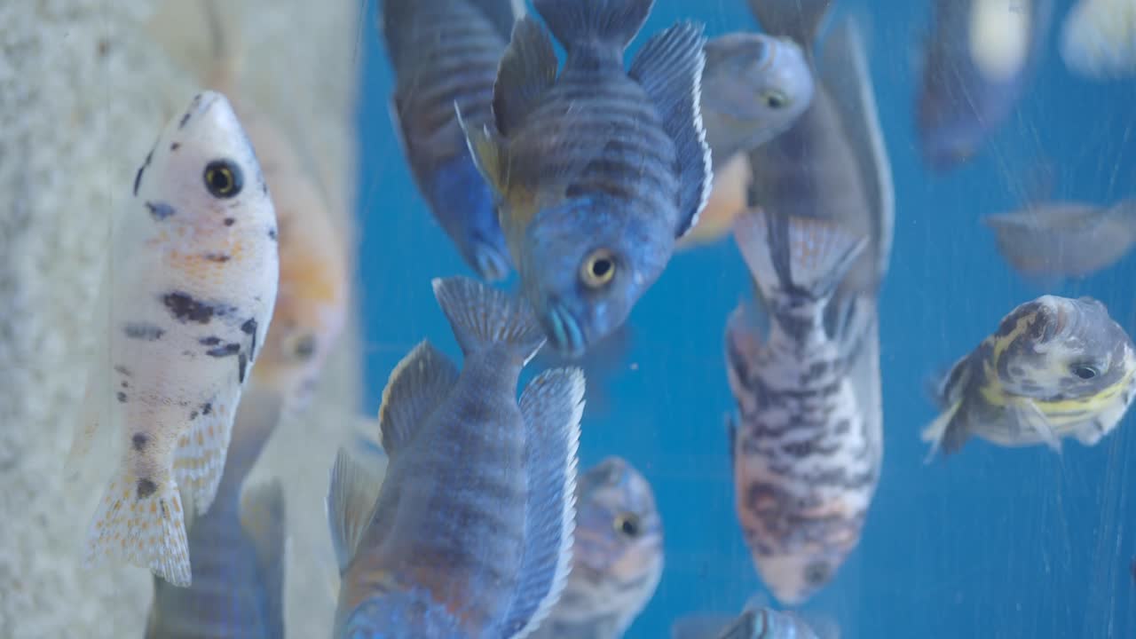 Un groupe de poissons colorés dans un aquarium