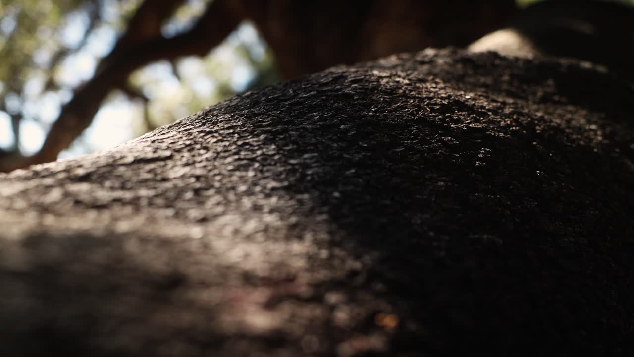Makro nærbilde av eiketre-bark på Ibiza som viser grov tretekstur med varmt sollys reflektert på overflaten