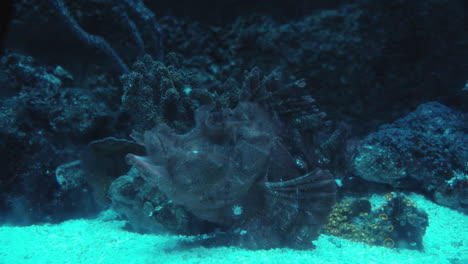 leaf fish - deep-sea inhabitant