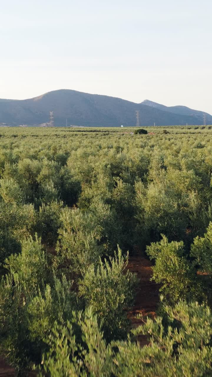 Paesaggio di uliveto
