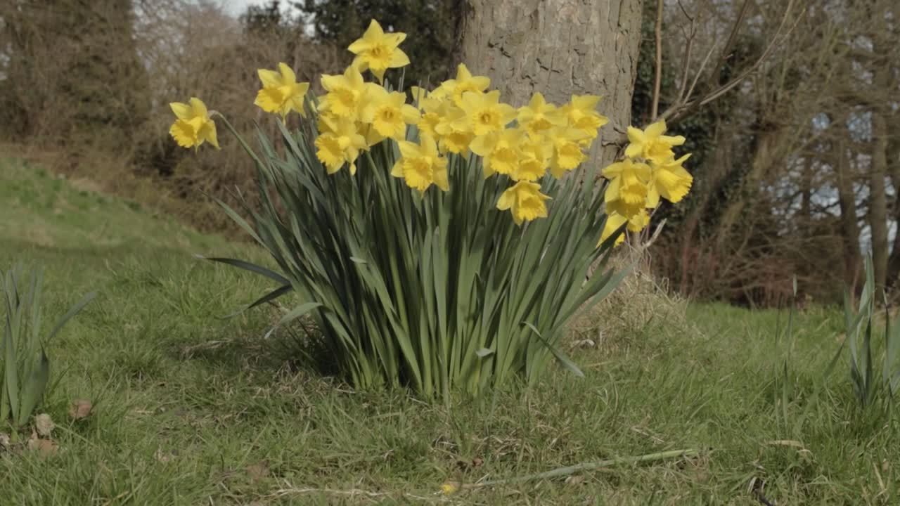 Narcisi giallo acceso che crescono intorno all'albero nel parco, ripresa panoramica ampia