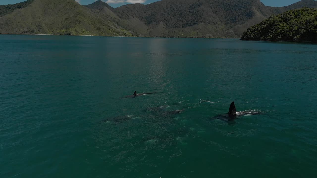 grupo de ballenas asesinas - orca en el mar con montañas en segundo plano