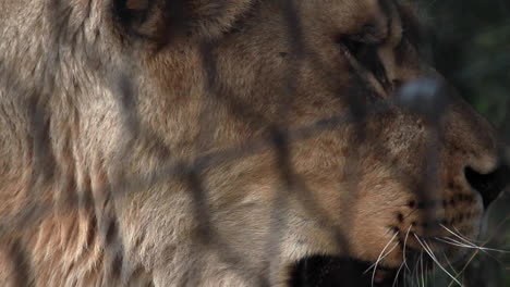 close up of lions head viewed through wire fence at zoo