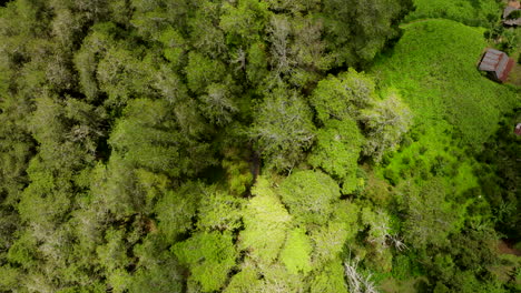 Cloud-shadow-and-sunlight-dance-across-thick-dense-tropical-tree-forest-canopy