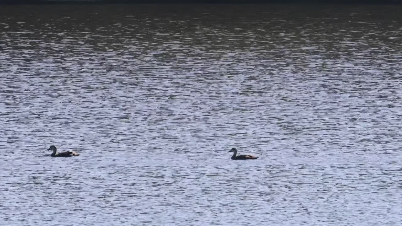A group of ducks peacefully gliding and swimming across a tranquil lake, creating gentle ripples on the water.