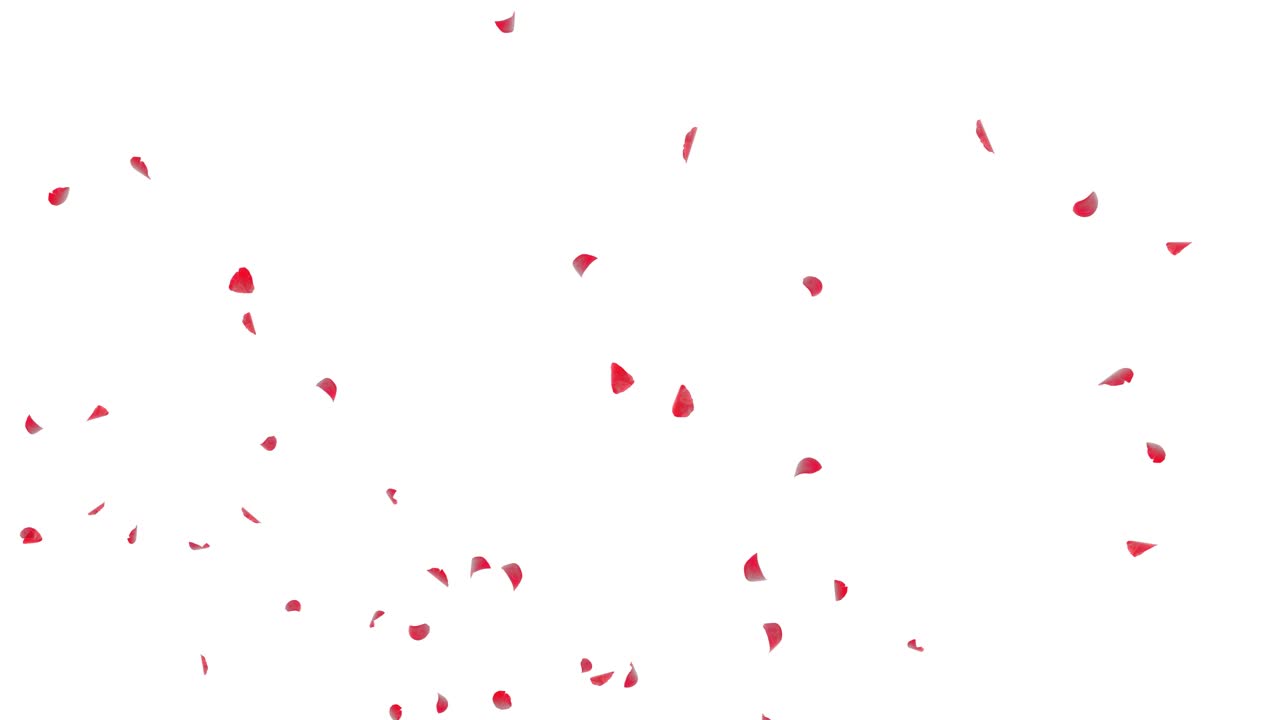 I petali di rosa rossa cadono