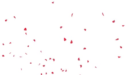 los pétalos rojos cayendo