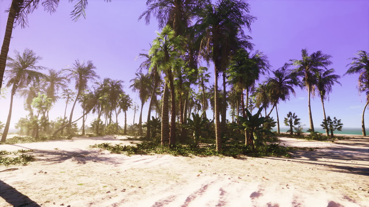 A scenic view of a tropical beach with palm trees and white sand